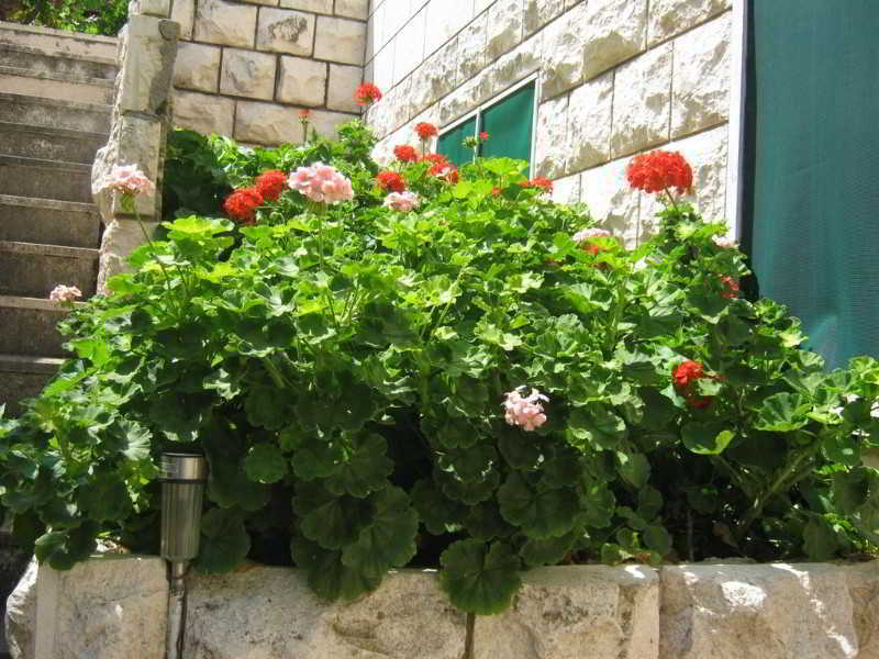 Ivica * Dubrovnik